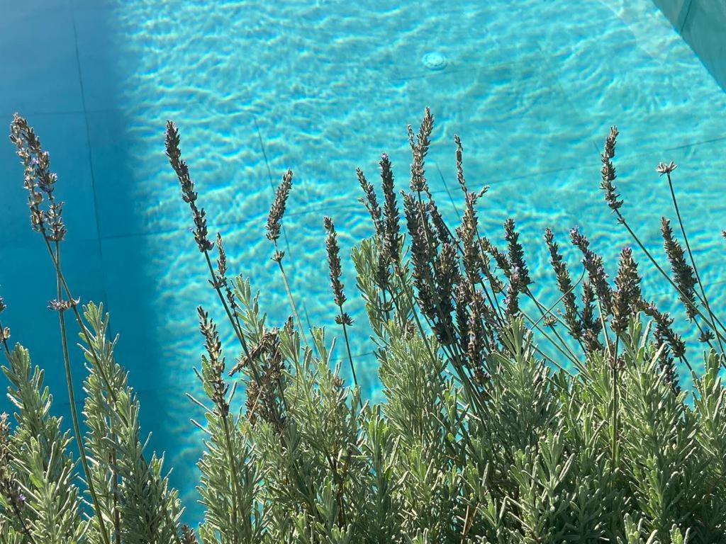 Rosemarine Villas دراس المظهر الخارجي الصورة